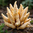 Stylizowany obraz korzenia żeń-szenia, naturalny i ziemisty.