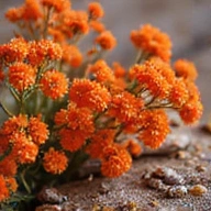 Ekstrakt z Berberysu