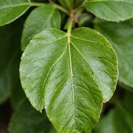 Gymnema Sylvestre